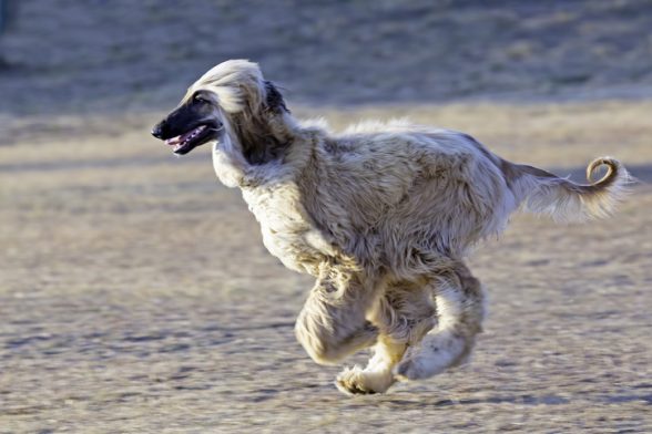 Afghan Hound Dog Breed Guide