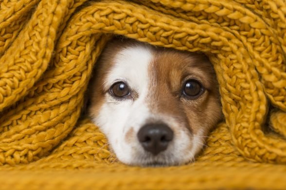 Keeping Your Dog Happy and Healthy in Winter Chills