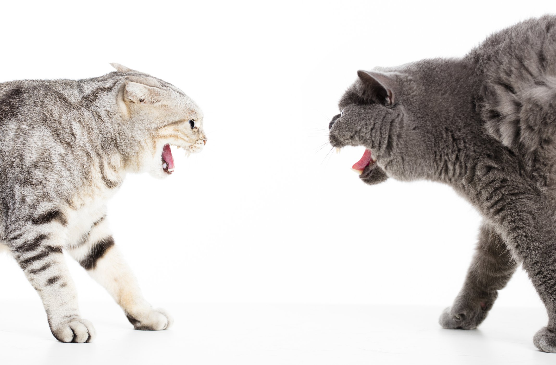 Cat Fight Injuries: How to Recognise and Treat Them