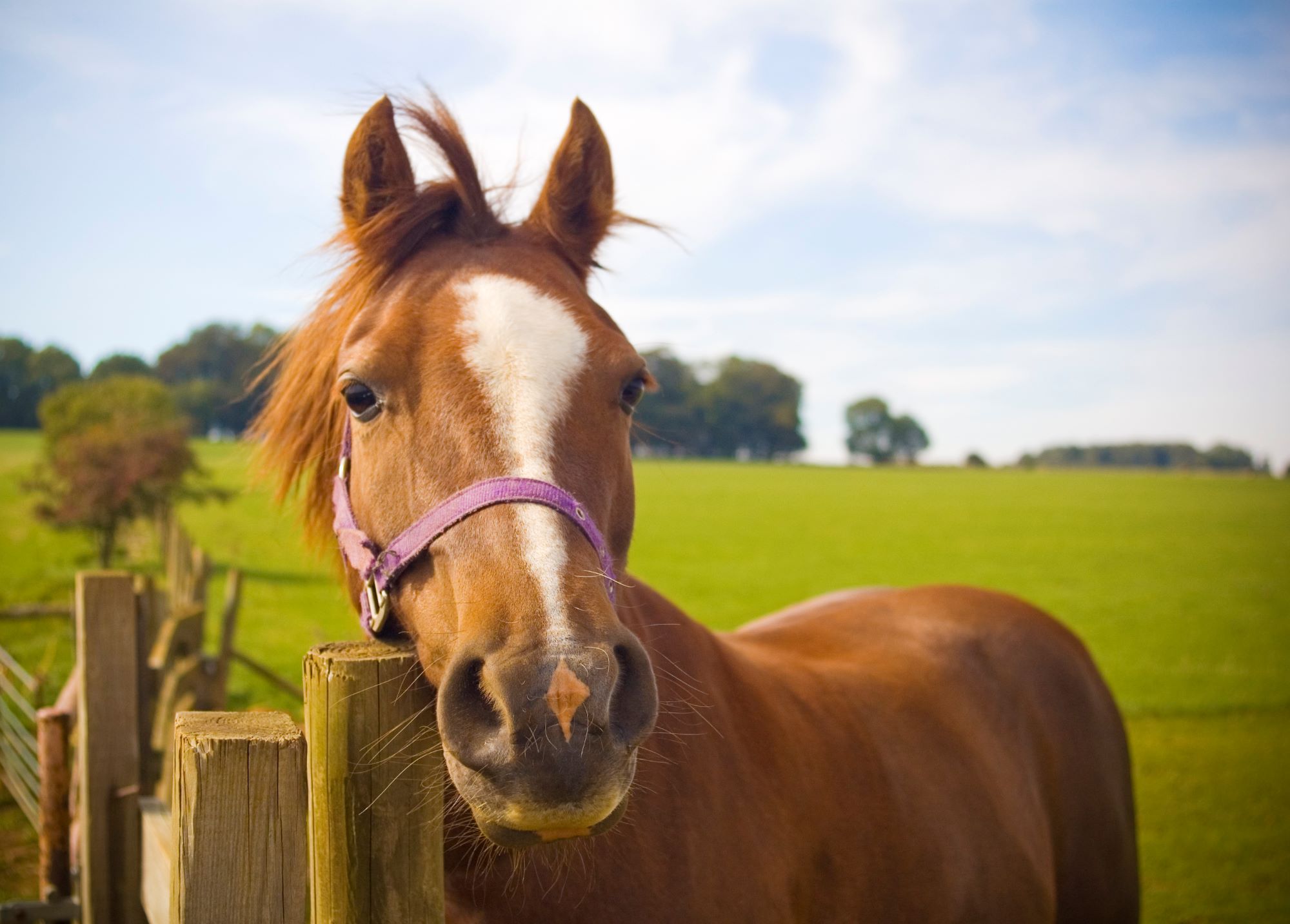 Help End The Suffering, with World Horse Welfare