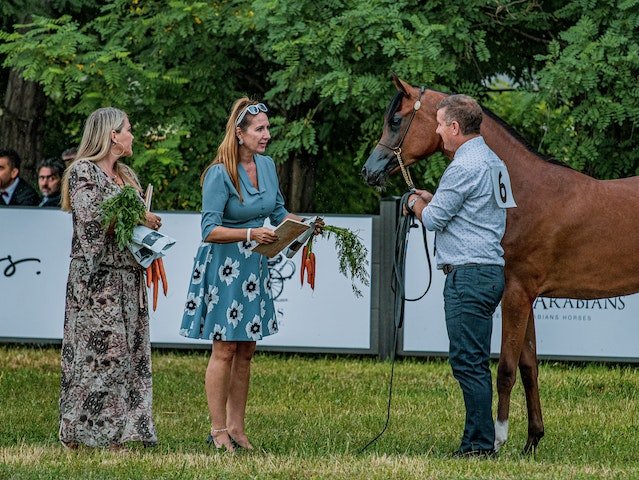 Horse Of The Year Show: What to take?