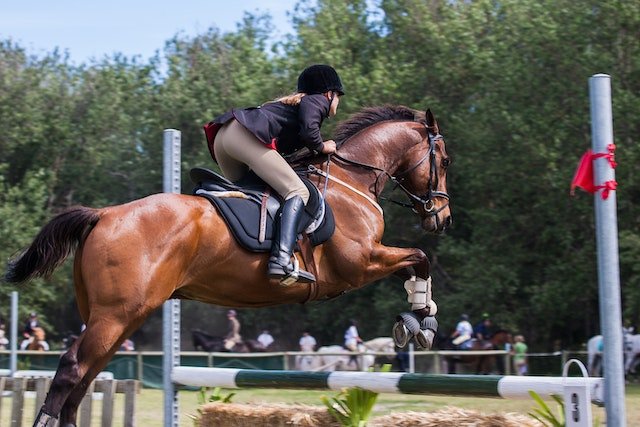 Horse and rider show jumping