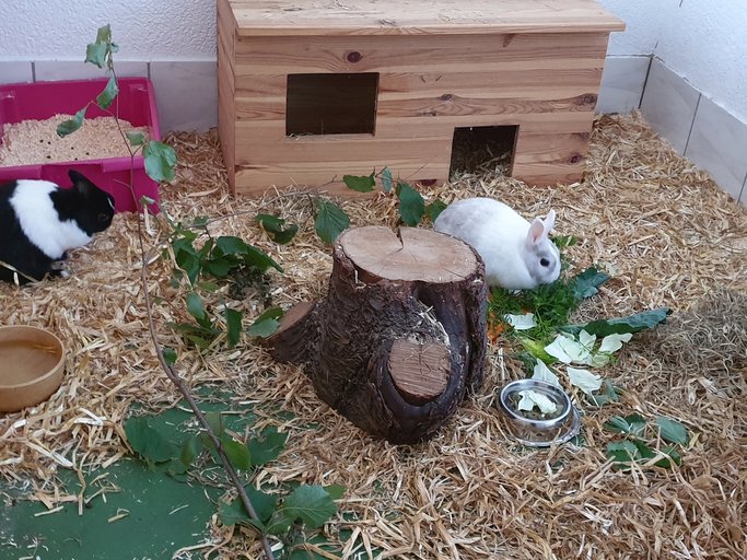 Keeping Outdoor Rabbits Warm in Winter Preloved UK