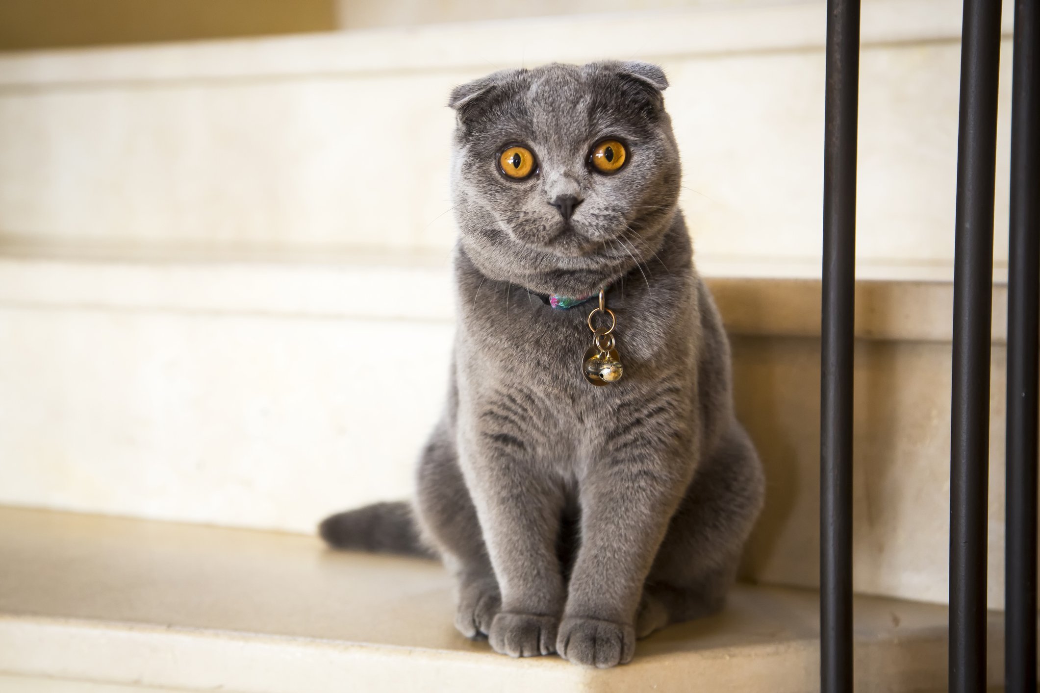 Cat Breeds Banned to Safeguard Feline Health