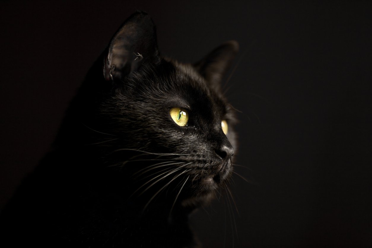 The Myths And Charm Of The Black Cat