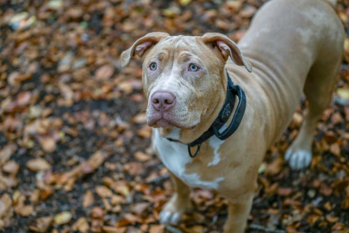 Banned Breed: Guidance Now Issued For XL Bully Owners