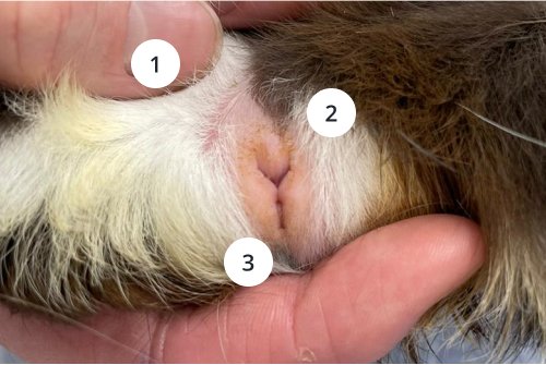 Neutering male cheap guinea pigs