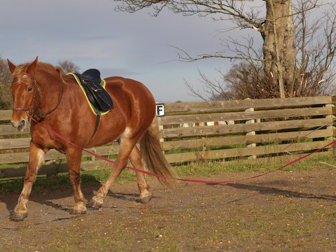 What is Horse Tethering, And Is It Harmful? Preloved UK