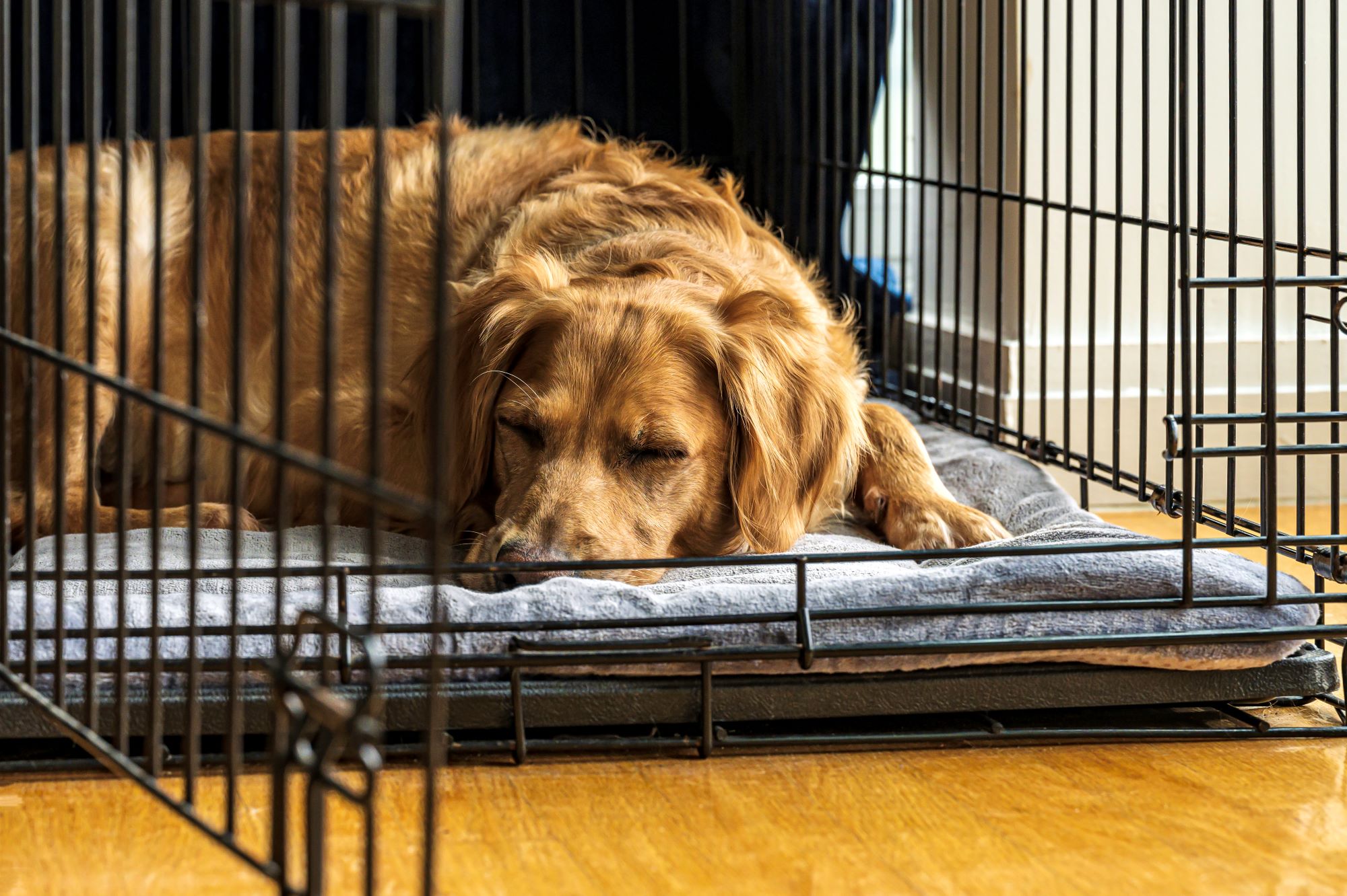 Unlocking the Benefits of Dog Crates and Crate Training Preloved UK