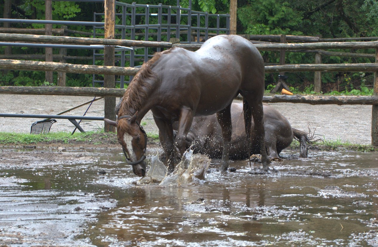 Tips On Horse Care During Floods