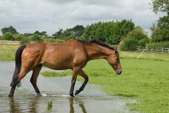 Horse Care in Flood Conditions