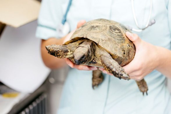 Tortoise For Sale: Considerations For Would-Be Owners