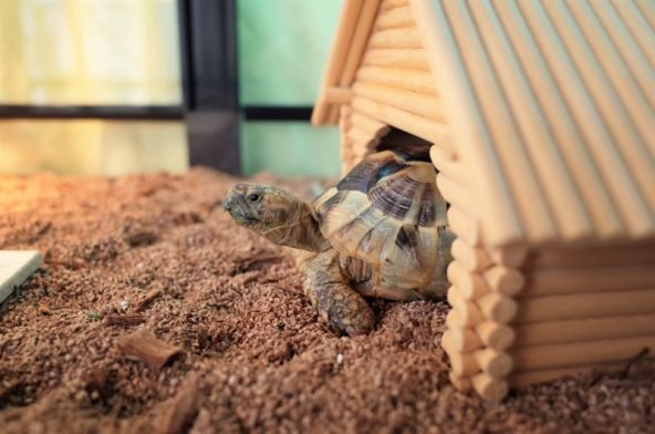 A Beginner's Guide to Tortoise Ownership