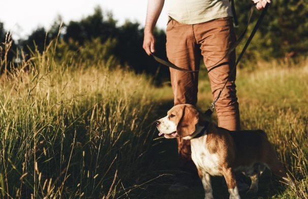 What Is Alabama Rot And What You Need To Know