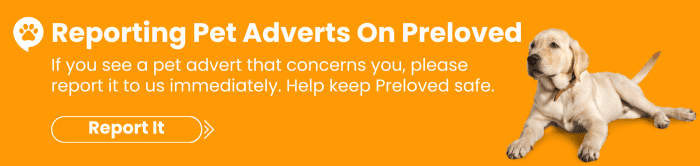 Reporting Pet Adverts On Preloved