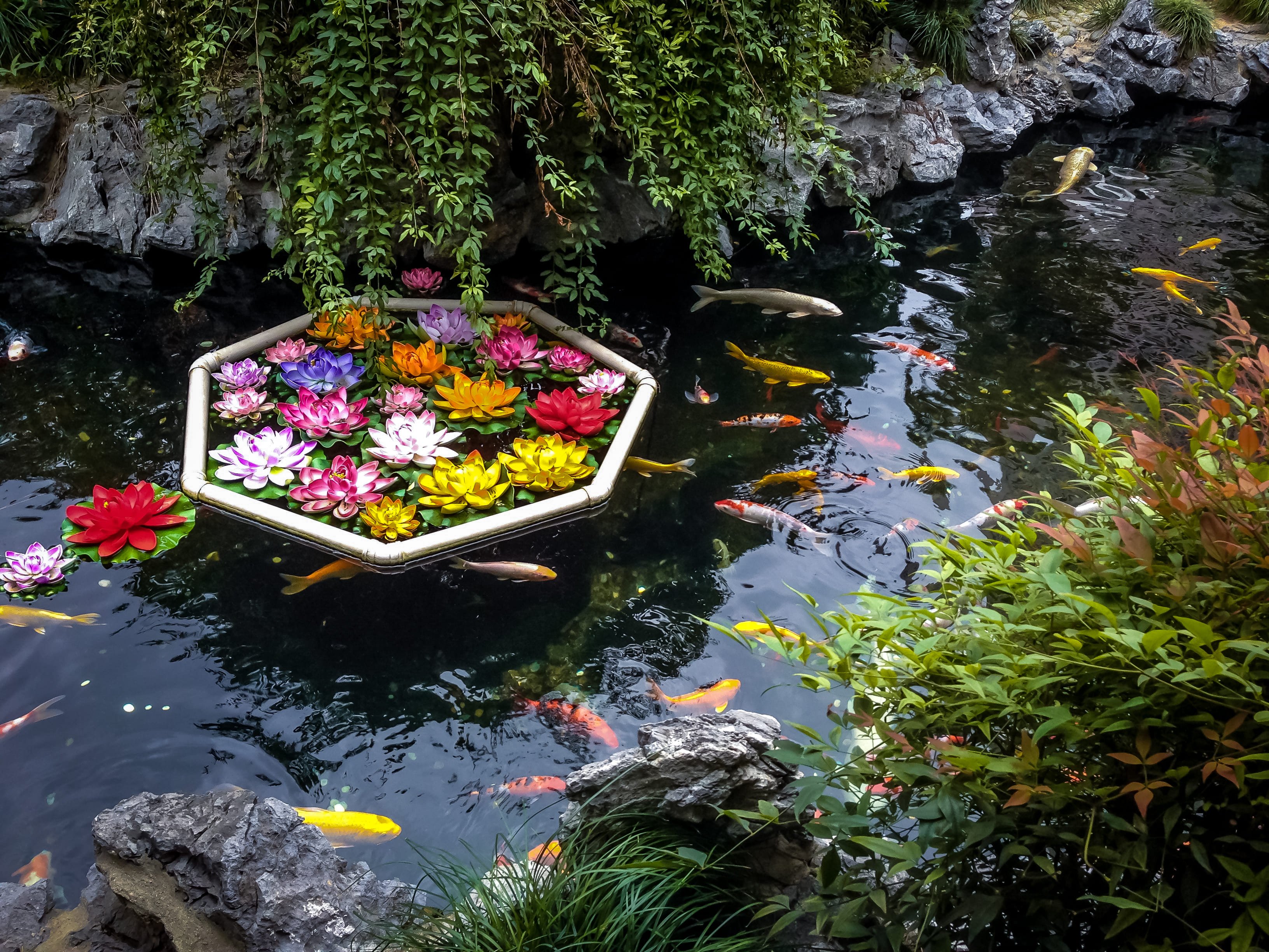 Fish and flowers in a pond