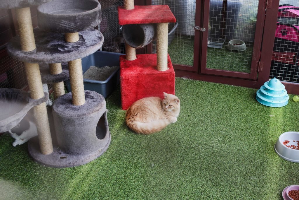 Cat room in garden