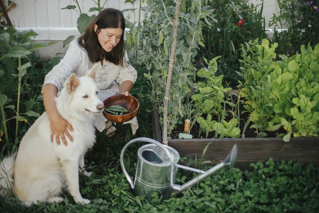 Woman picking peas with her dog