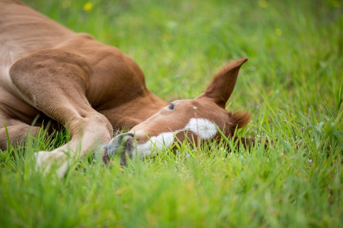 Summer Horse Care: Essential Tips for a Happy, Healthy Companion