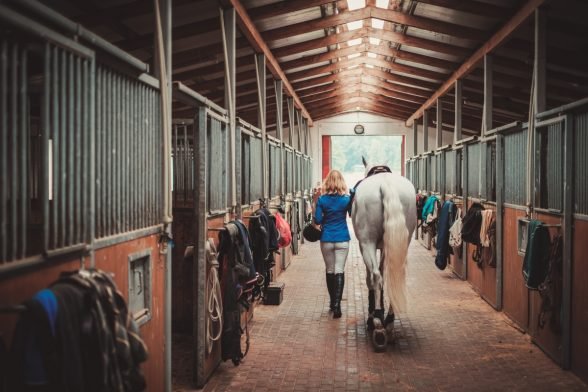 Your Essential Guide to Ethical Equestrian Rehoming