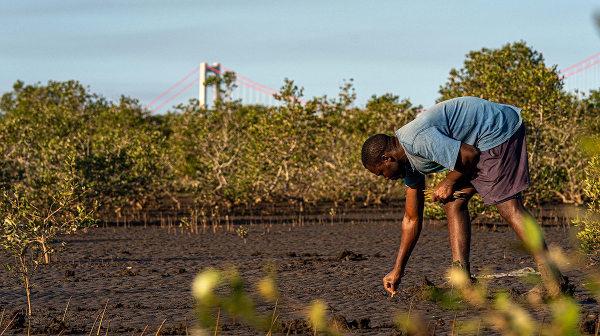 Endura image - man bends to plant seeds