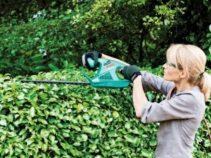 Hedge being trimmed with hedge trimmer