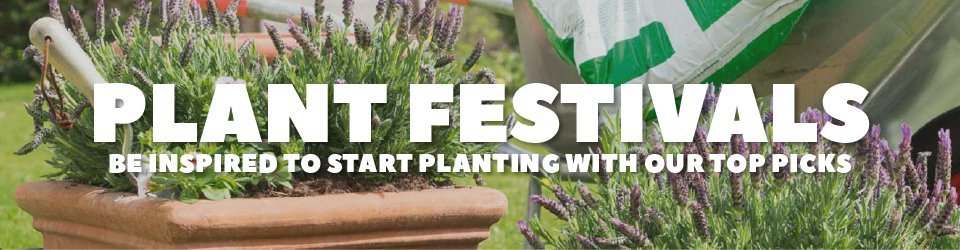 Plant festivals