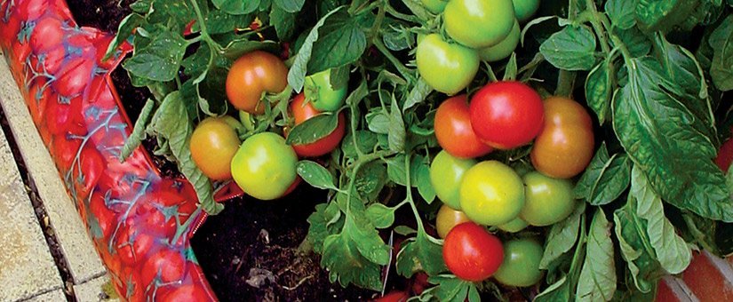 How To Grow Your Own Tomatoes