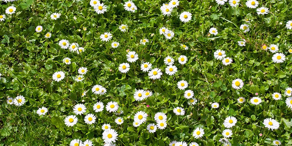 How To Maintain Your Lawn In Summer