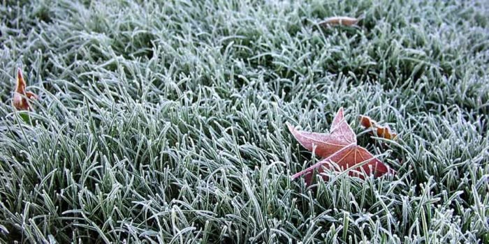 How To Maintain Your Lawn In Winter