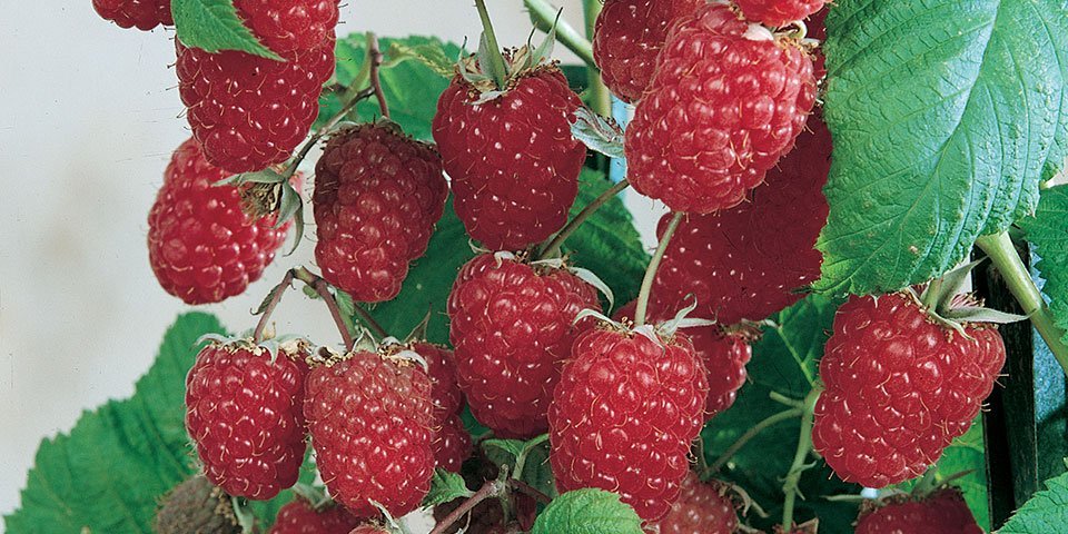 A close-up of some raspberries growing on a fruit bush