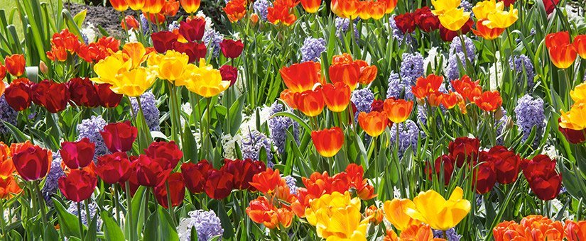 How To Plant Bulbs Ready For Spring