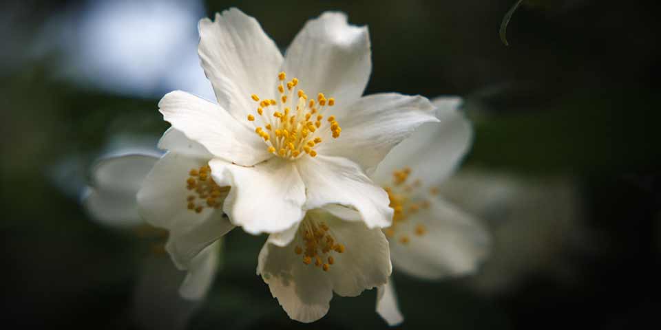A close up image of a white flower which has blossomed