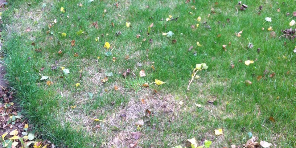 A lawn with bare patches and leaves scattered across it