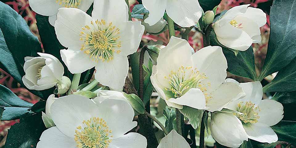 A close up of a bunch of Hellebores