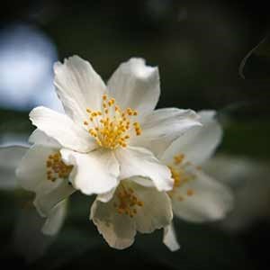 Close up of white flower