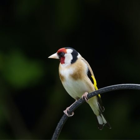 goldfinch sat on branch