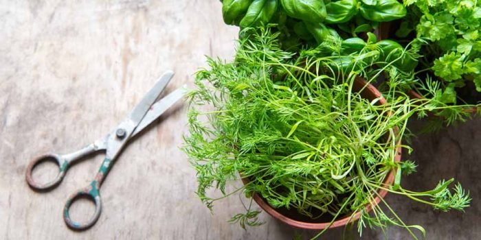 Herbs Uses And Companion Planting