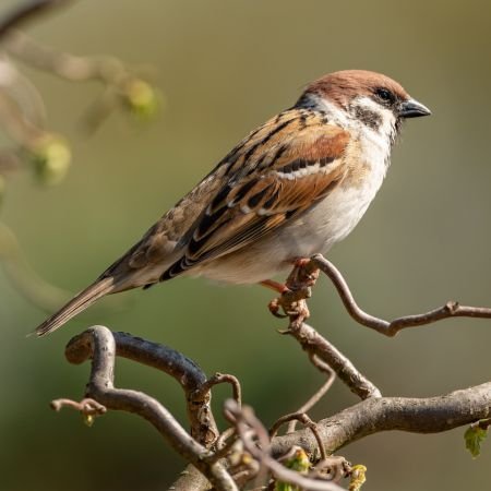 house sparrow on tree branch