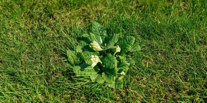 How To Identify And Remove Weeds