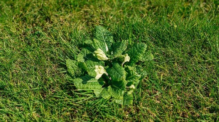 How To Identify And Remove Weeds