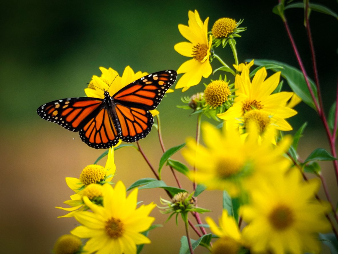 butterfly on top of a wild flower in a garden