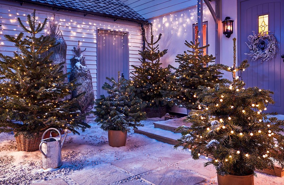 Christmas trees shop at homebase