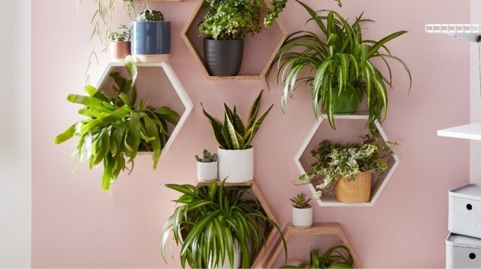 Quirky Shelving Options for Your Houseplants
