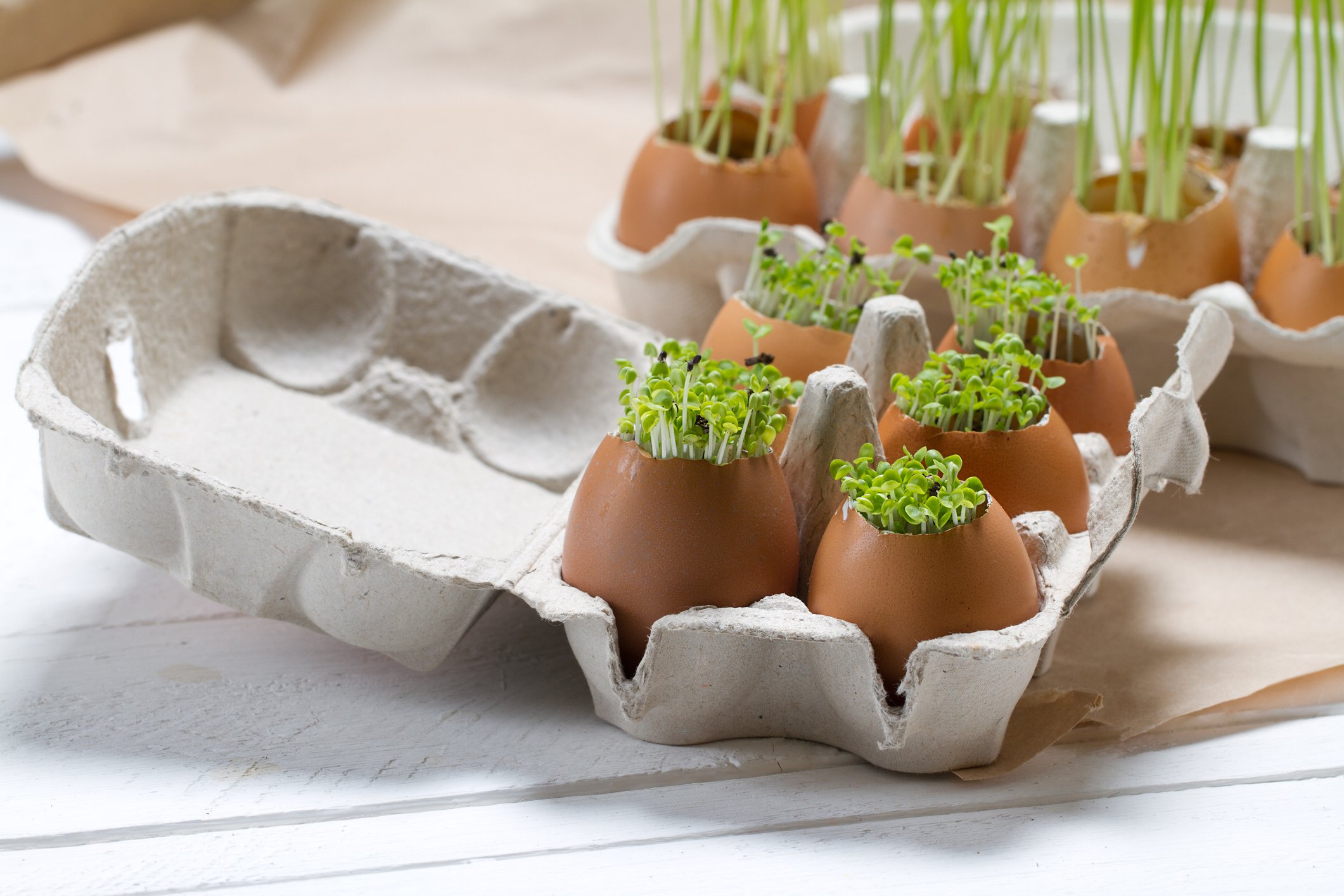 eggshell seed garden