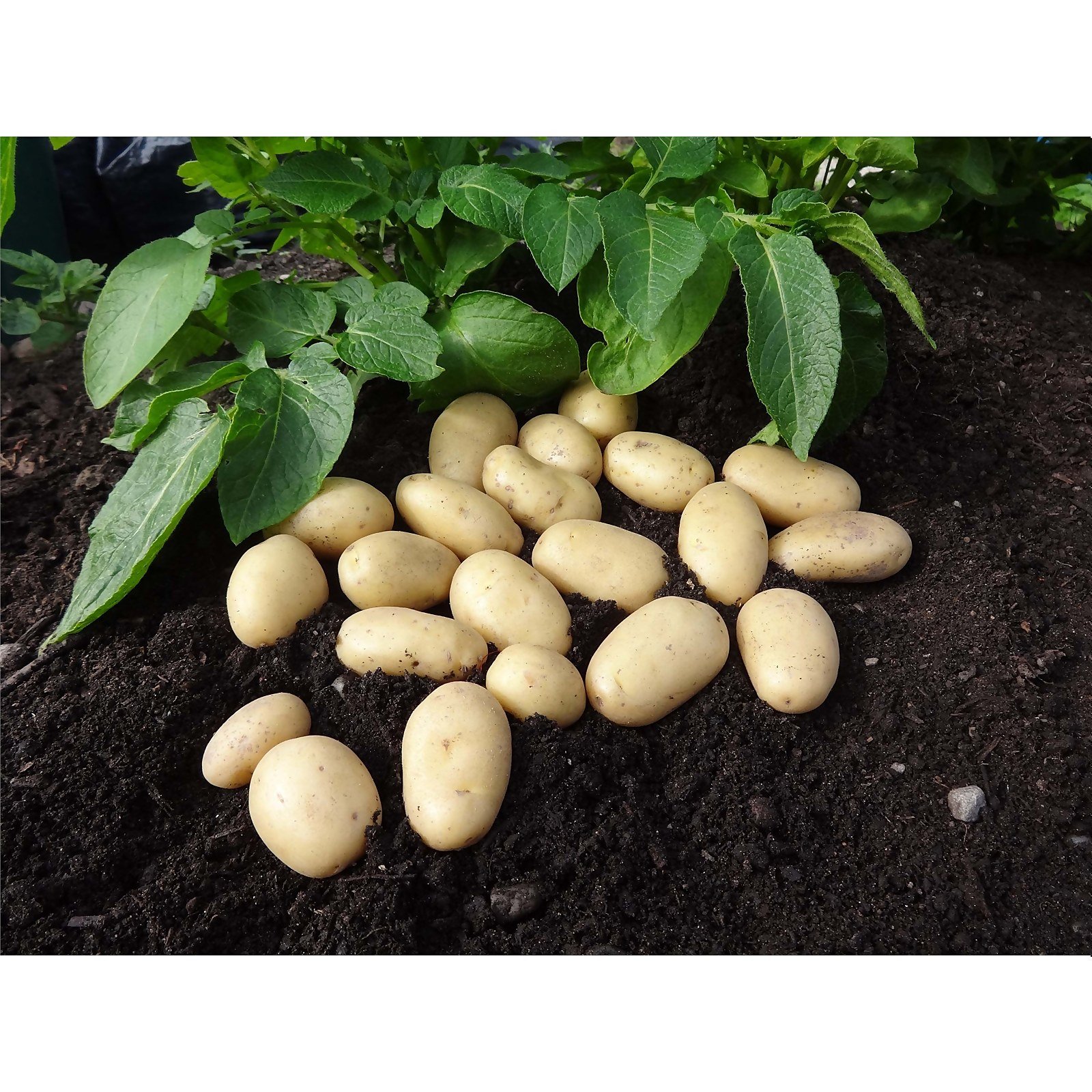 grow your own potatoes