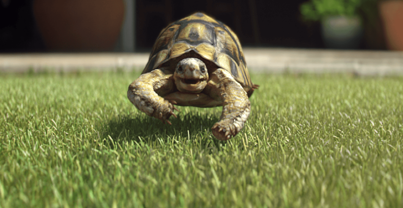 gary the tortoise from homebase
