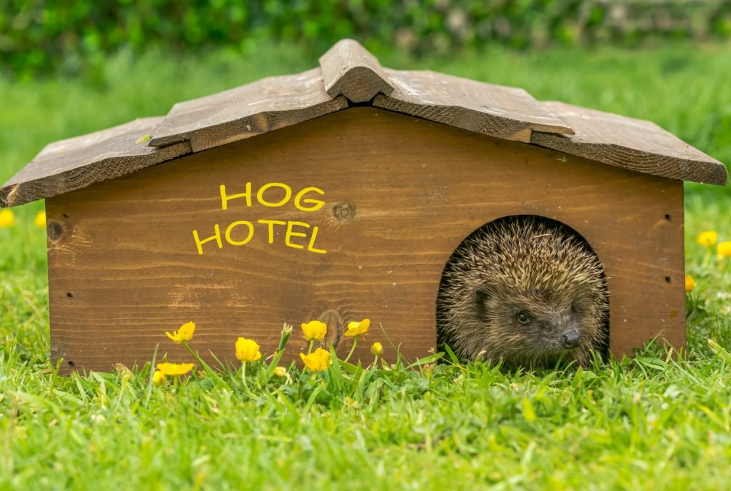 homemadge hedgehog house in back garden