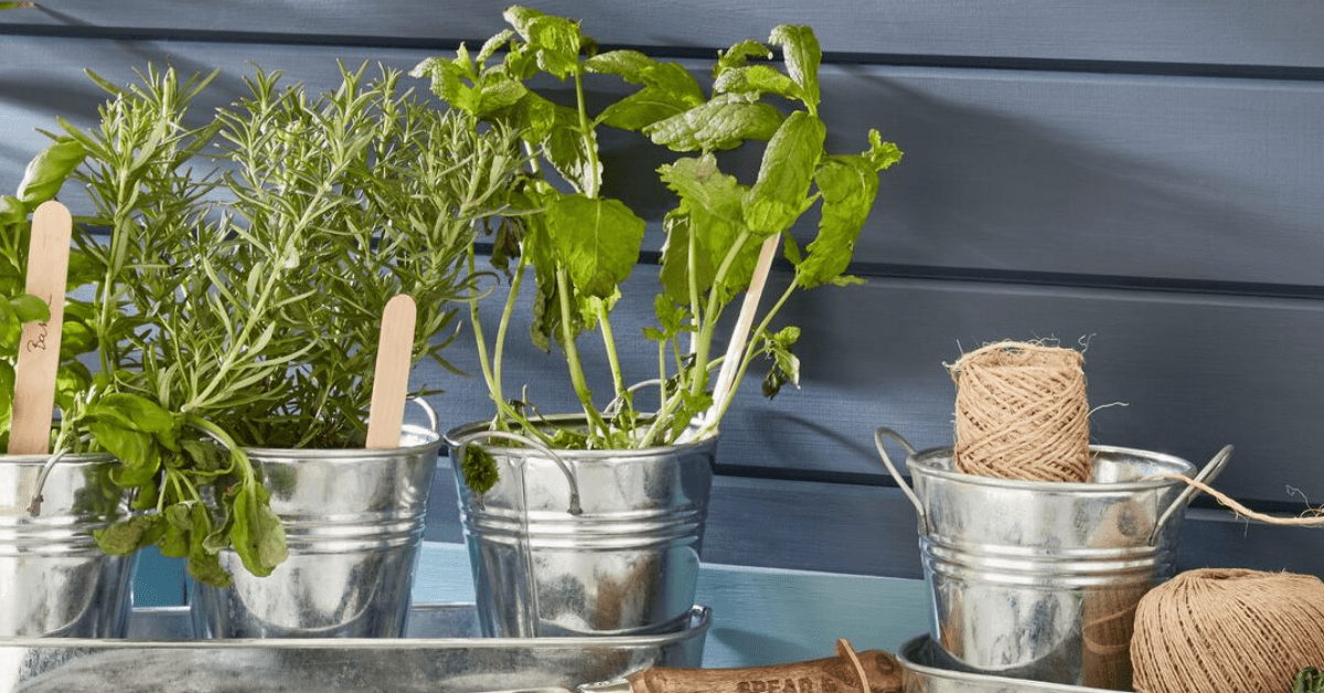 How To Grow a Spice Garden