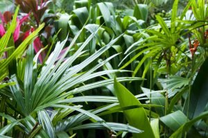 Tropical garden plants